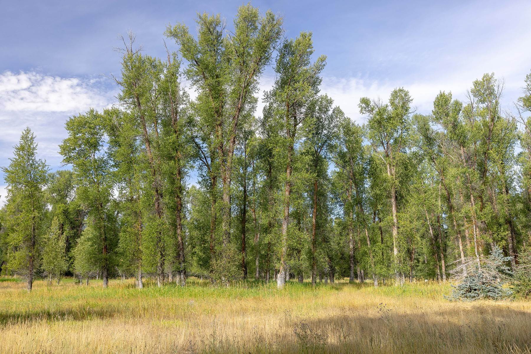 13. Land for Sale at Snake River Frontage & Natural Setting in Peaceful Ely Springs 155 S Ely Springs Road Jackson, Wyoming 83001 United States