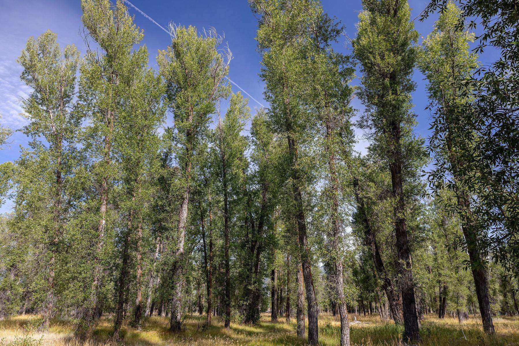 18. Land for Sale at Snake River Frontage & Natural Setting in Peaceful Ely Springs 155 S Ely Springs Road Jackson, Wyoming 83001 United States
